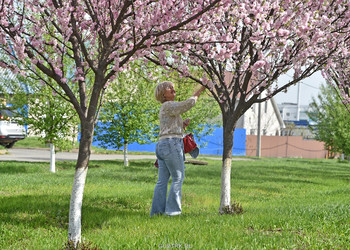 «Губкин – город сад»: на улицах города появляются цветы, молодые деревья и кустарники