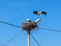 Белгородские энергетики помогают аистам обезопасить свои гнезда