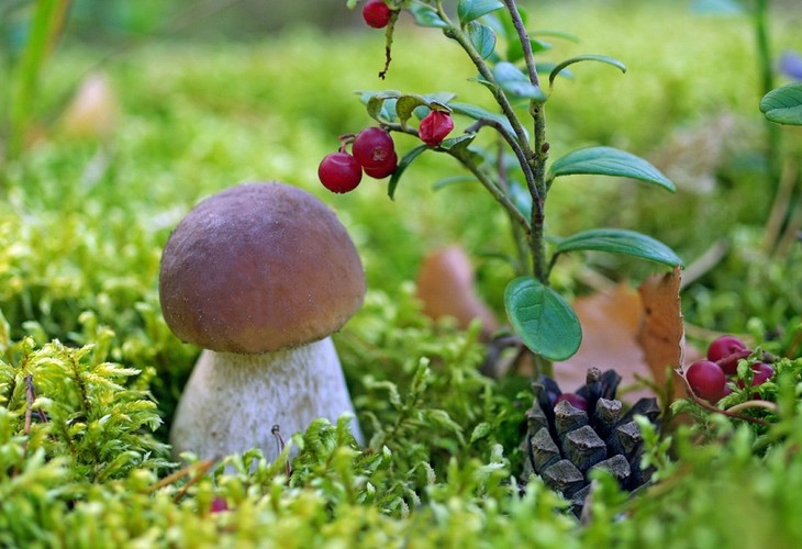 Меры безопасности при сборе грибов и ягод