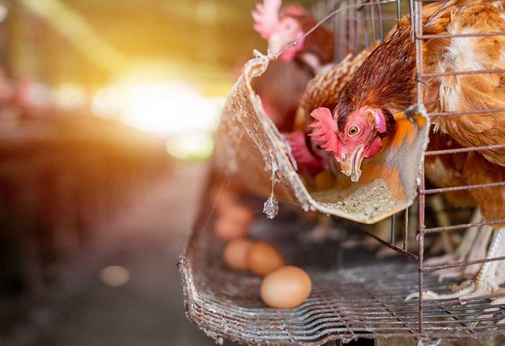В Белгородской области определили социальную цену на тушки цыплят и яйца