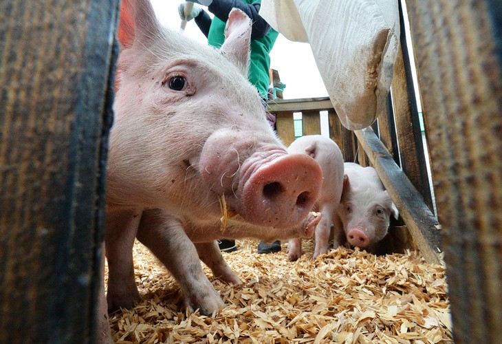 В Губкине состоялось заседание по профилактике африканской чумы свиней