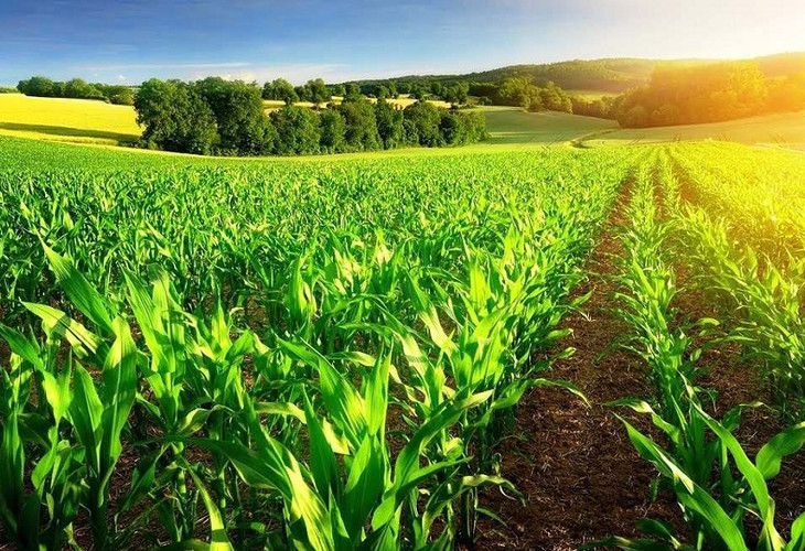 Утверждены Правила рационального использования земель сельскохозяйственного назначения