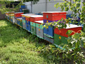 Пчеловод из Губкина делится секретами сбора вкуснейшего нектара