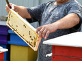 Пчеловод из Губкина делится секретами сбора вкуснейшего нектара