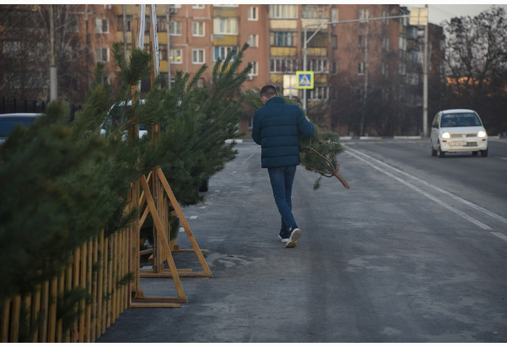 В Губкине начали работу ёлочные базары