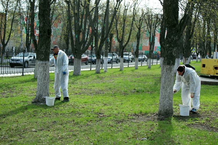 Сезонные работы: в Губкине белят деревья