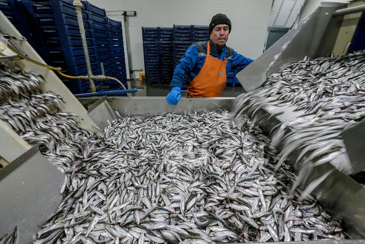 В Белгородской области на 30% увеличилось производство рыбной продукции
