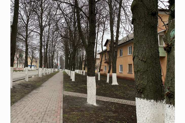 В Губкине продолжается масштабная кампания по благоустройству и озеленению