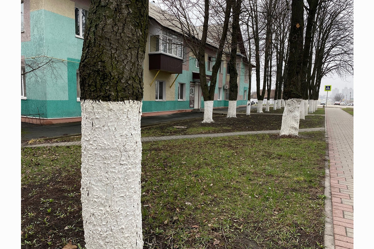В Губкине продолжается масштабная кампания по благоустройству и озеленению