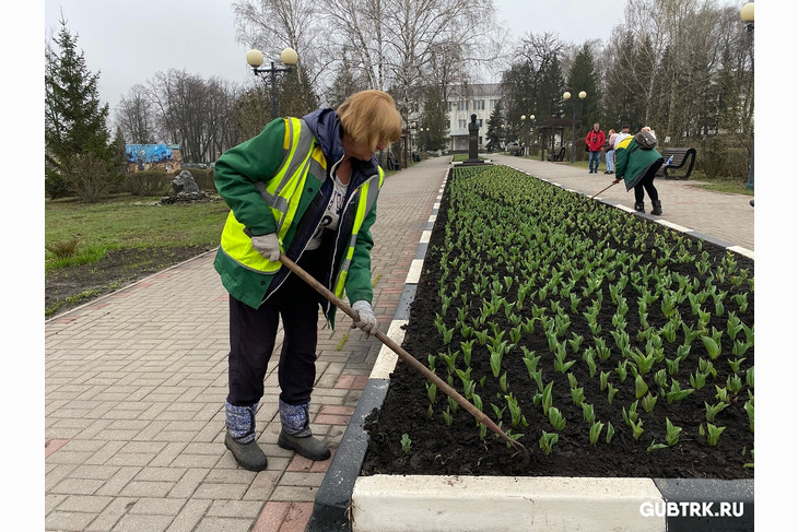 Весна в Губкине: 40 тысяч тюльпанов распустятся к майским праздникам