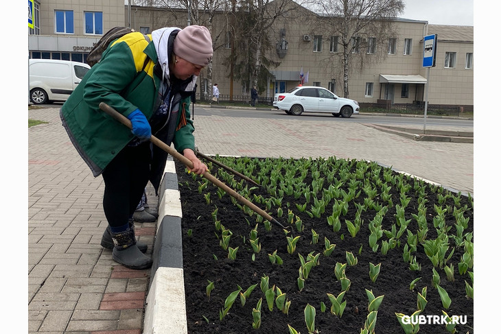Весна в Губкине: 40 тысяч тюльпанов распустятся к майским праздникам