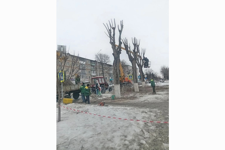 Работники «Губкин‑Зеленстроя» выполнили обрезку деревьев