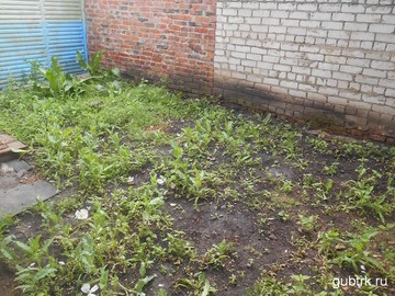 В Белгородской области  полицейские  уничтожили наркосодержащие растения